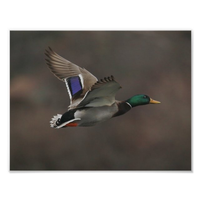 Foto Mallard Duck no Voo - 1 (Frente)