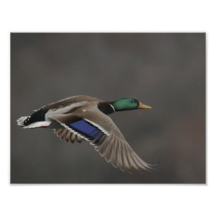 Foto Mallard Duck no Voo - 2