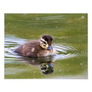 Foto Mallard Duckling
