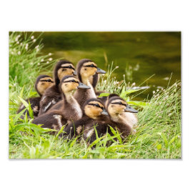 Foto Mallard Ducklings