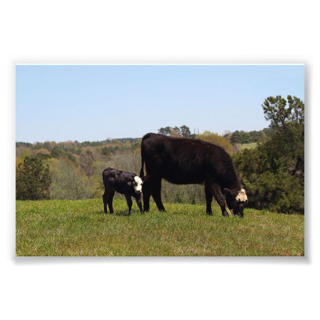 Foto Mama Cow e Calf no Texas (Frente)