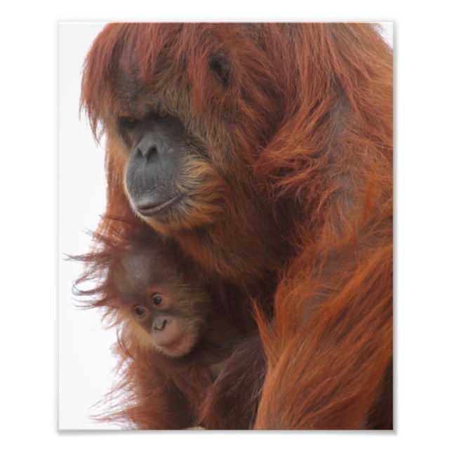Foto Mamã e bebê Orangutan (Frente)