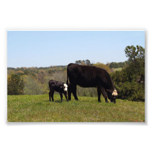 Foto Mama Vaca e vitela em Texas