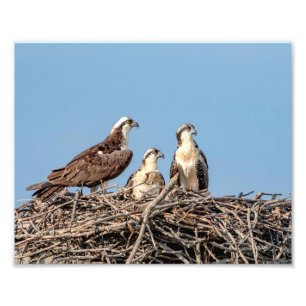 Foto Mamãe Osprey com seus filhos
