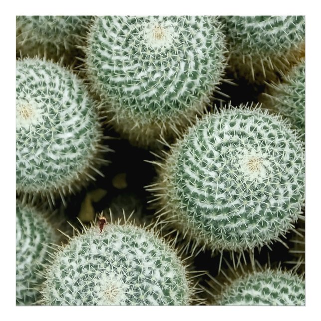 Foto Mammillaria hahniana (Frente)