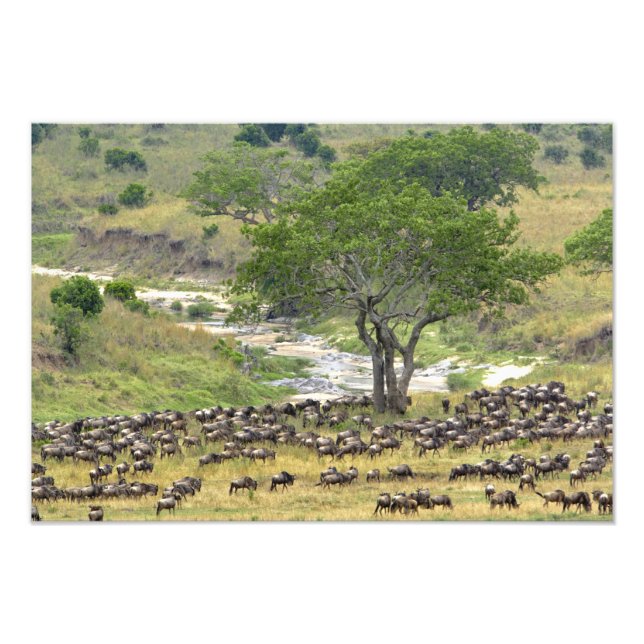 Foto Manada enorme de gnus durante a migração, (Frente)