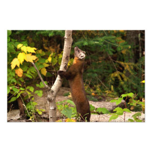 Foto Manhã do Marten de pinho