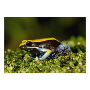 Foto Mantela-de-orelha-preta, Mantella expectata,
