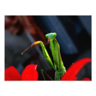 Foto mantis