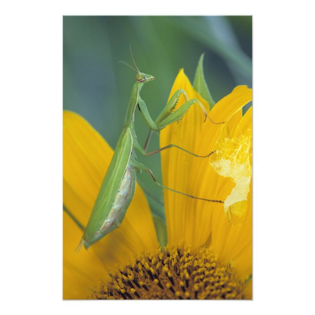Foto Mantis religiosa fêmea (Frente)