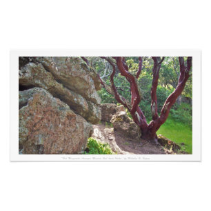 Foto "Manzanita vermelho entre rochas Vermelho-hued