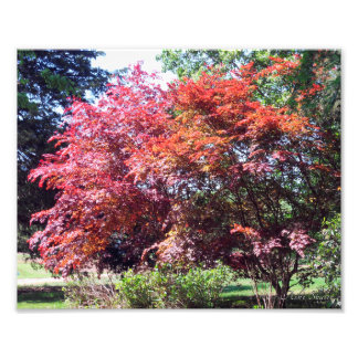 Foto Maple Japonês