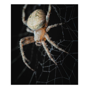 Foto Maravilha do Fechamento: Aranha-do-jardim europeia