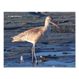 Foto Marbled Godwit ao Sunset