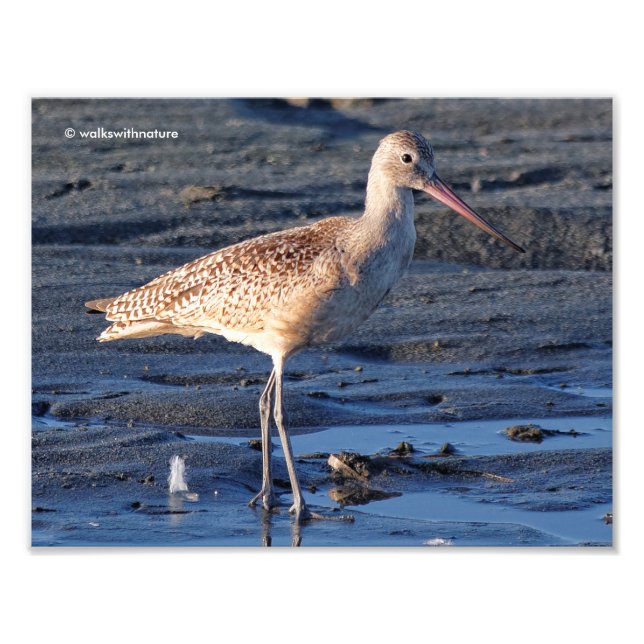 Foto Marbled Godwit ao Sunset (Frente)