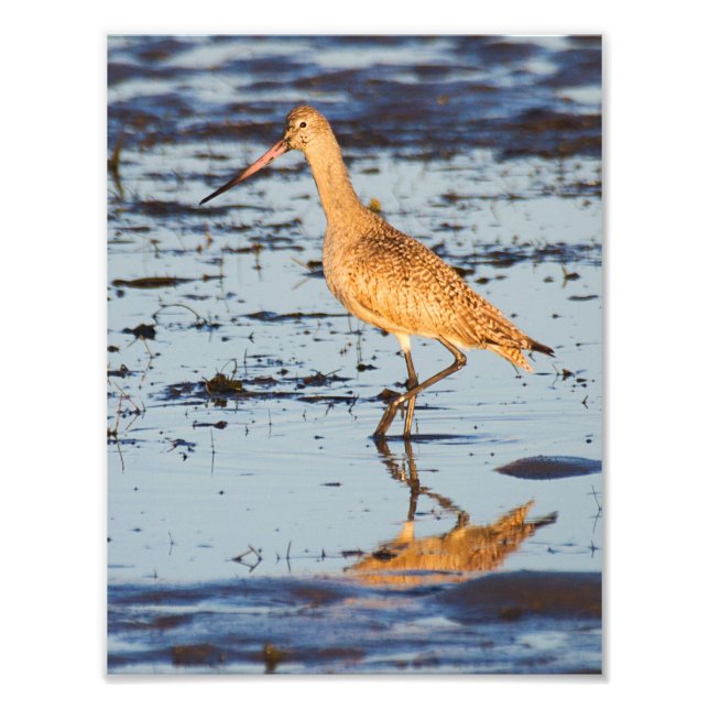 Foto Marbled Godwit no Oceano Pacífico (Frente)