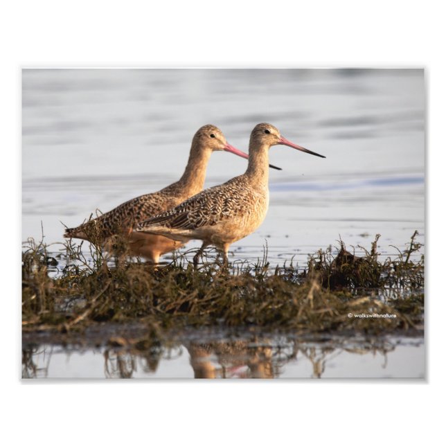 Foto Marbled Godwits em Blackie Spit (Frente)