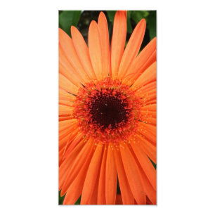 Foto margarida alaranjada do gerbera (2 de 3)