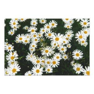 Foto Margarida Branca de Oxeye, Moon Daisy Meadow