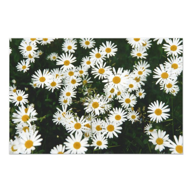 Foto Margarida Branca de Oxeye, Moon Daisy Meadow (Frente)