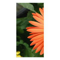 margarida laranja gerbera (1 de 3)