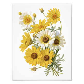 Foto Marigolds Branco e Amarelo