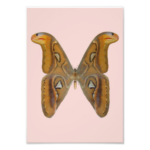 Foto Mariposa Atlas