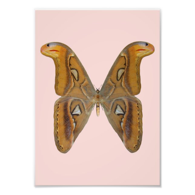 Foto Mariposa Atlas (Frente)