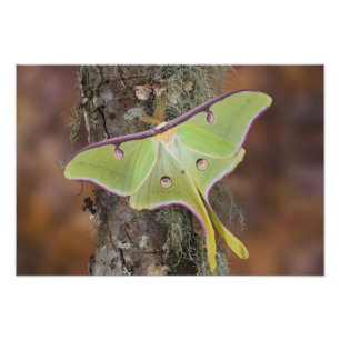 Foto Mariposa seda Luna