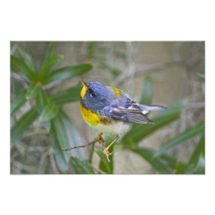 Foto Mariquita (Parula americana)