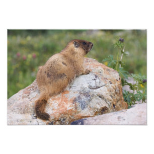 Foto Marmot, Marmota flaviventris, de barriga amarela,