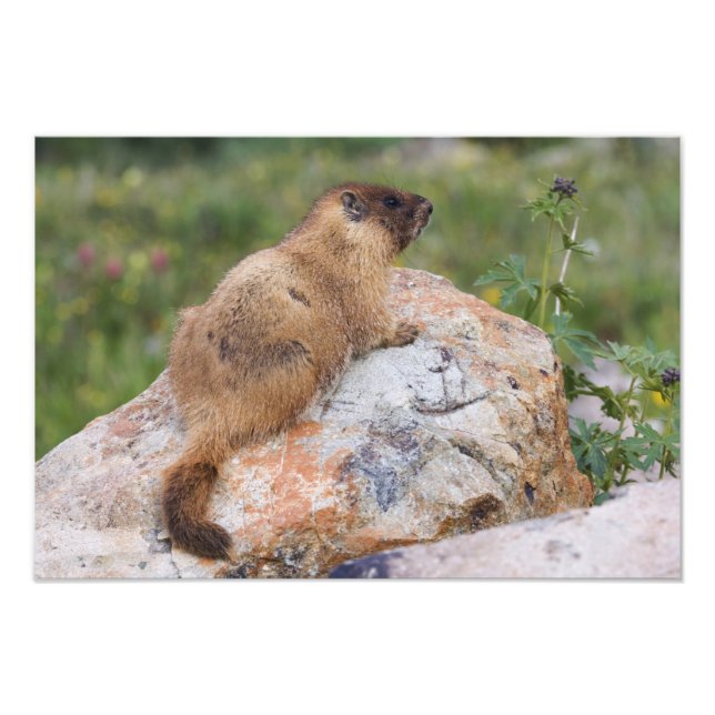 Foto Marmot, Marmota flaviventris, de barriga amarela, (Frente)