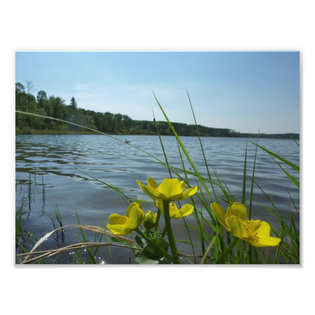 Foto Marsh Marigold flores por Lakeside (Frente)