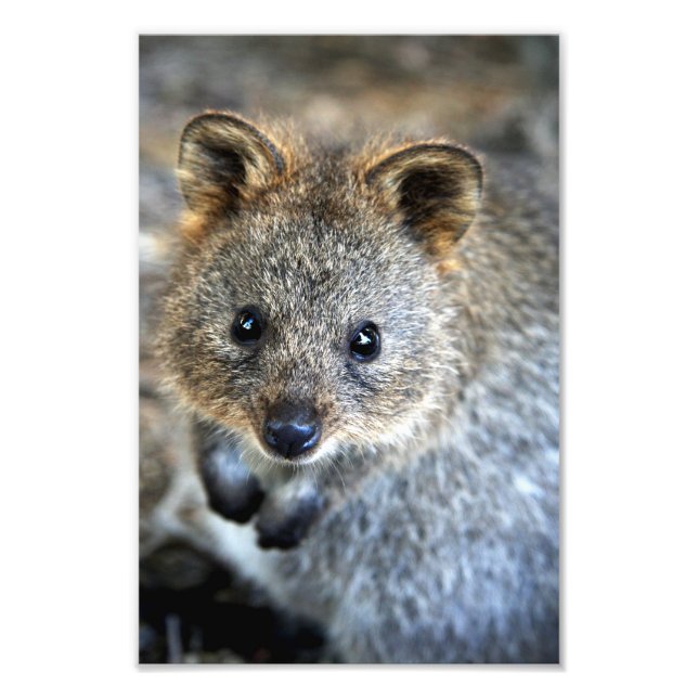 Foto Marsupial australiano ocidental (Frente)