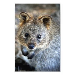 Foto Marsupial australiano ocidental de Quokka