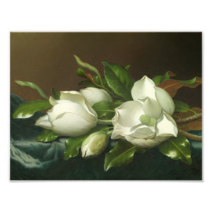 Foto Martin Johnson Heade - Magnolias em Azul Claro