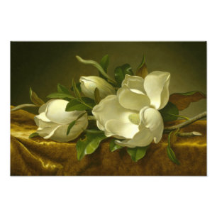 Foto Martin Johnson Heade - Magnolias em Velvet Dourado