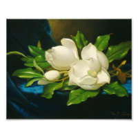 Martin Johnson Heade - Magnolias Gigantes