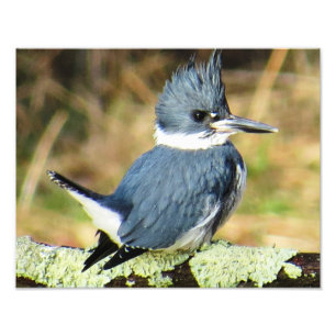 Foto Martinho pescatore cercado