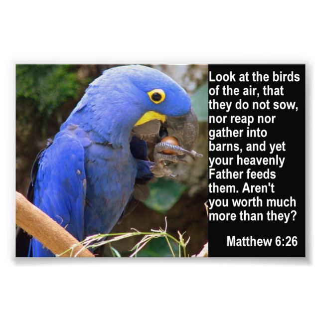 Foto Matthew 6:26 com Blue Macaw (Frente)