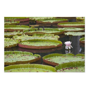 Foto Maurícia, Pamplemousses, SSR Botânica