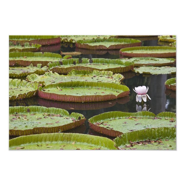 Foto Maurícia, Pamplemousses, SSR Botânica (Frente)