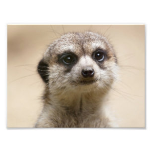 Foto Meerkat