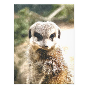 FOTO MEERKAT