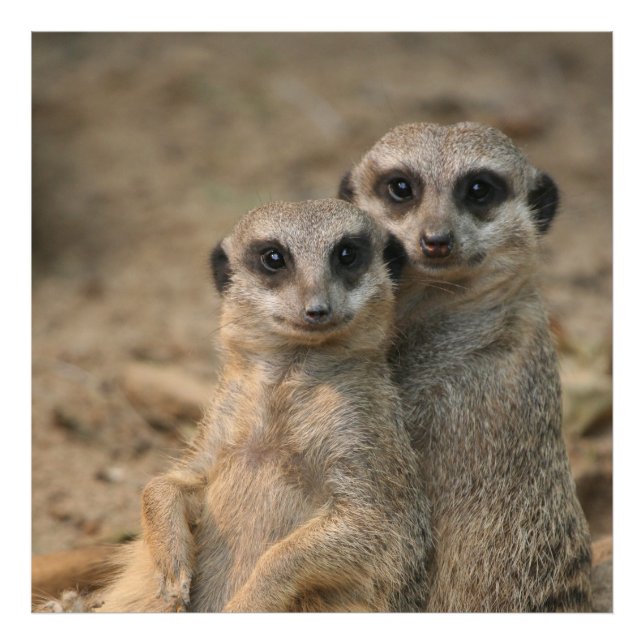 Foto Meerkat_20170901_by_JAMFoto (Frente)