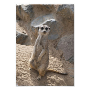 Foto Meerkat Incrível