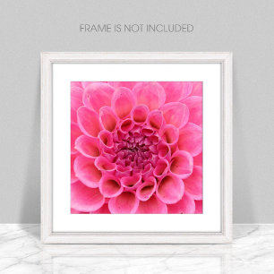 Foto Melão de Levi em close (Flor Rosa)