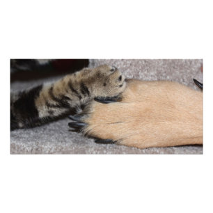 Foto Melhores Amigos para sempre por Shirley Taylor