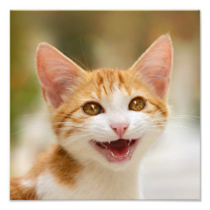 Foto Meow de sorriso bonito do gato do divertimento do