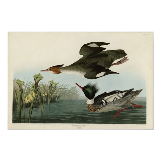 Foto Merganser de mamas vermelhas, o Pássaro da América (Frente)
